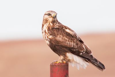 Rough-legged Hawk