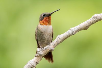 Ruby-throated Hummingbird