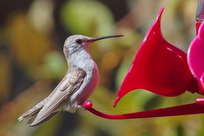 Ruby-throated Hummingbird