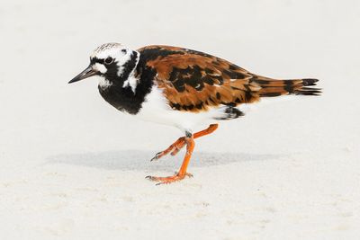 Ruddy Turnstone
