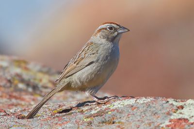 Rufous-crowned Sparrow