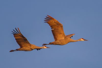Sandhill Crane