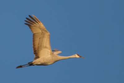 Sandhill Crane
