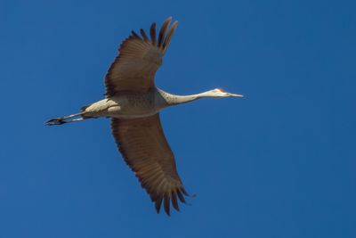 Sandhill Crane