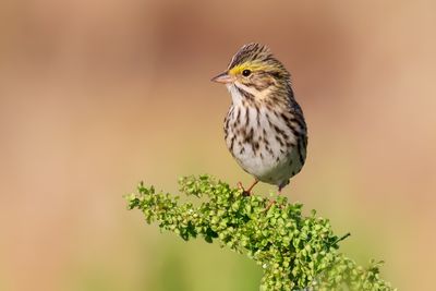 Savannah Sparrow