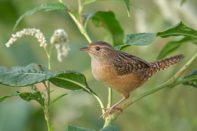 Sedge Wren