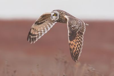 Short-eared Owl