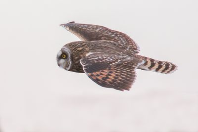 Short-eared Owl