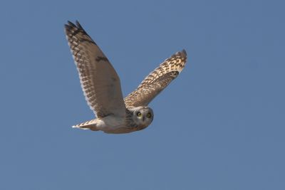 Short-eared Owl