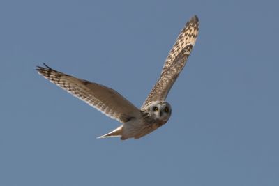 Short-eared Owl