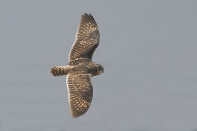 Short-eared Owl