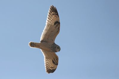Short-eared Owl