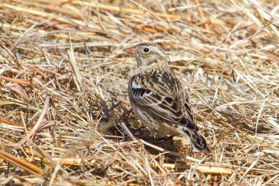 Smith's Longspur