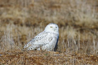Snowy Owl