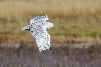 Snowy Owl