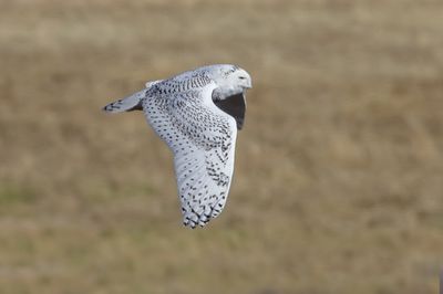 Snowy Owl