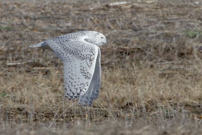 Snowy Owl