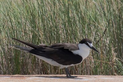 Sooty Tern