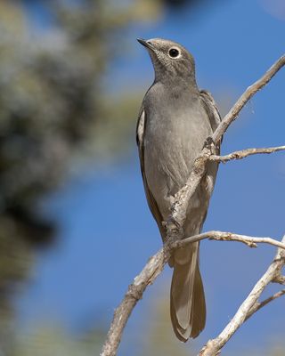 Townsend's Solitaire
