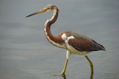 Tricolored Heron