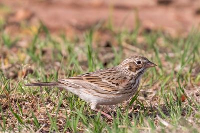 Vesper Sparrow