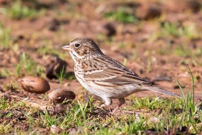 Vesper Sparrow