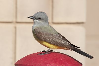 Western Kingbird