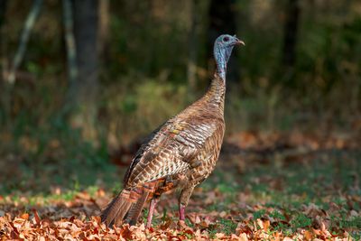 Wild Turkey
