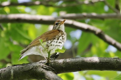 Wood Thrush