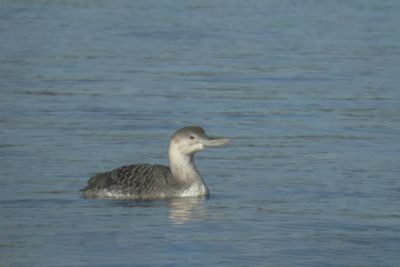 Yellow-billed Loon