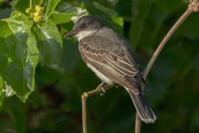 Eastern Kingbird