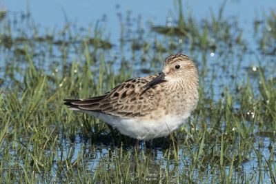 Baird's Sandpiper