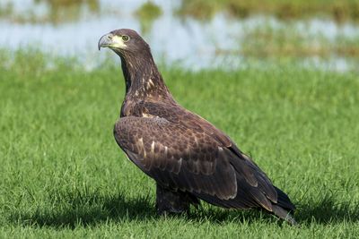 Bald Eagle