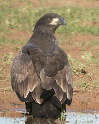 Bald Eagle