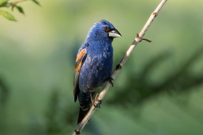 Blue Grosbeak