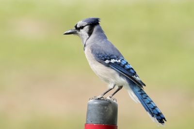 Blue Jay