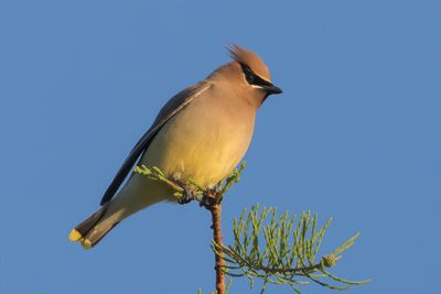 Cedar Waxwing