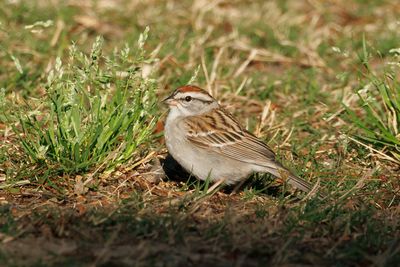 Chipping Sparrow