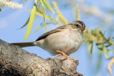 Clay-colored Sparrow