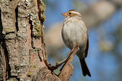 Clay-colored Sparrow
