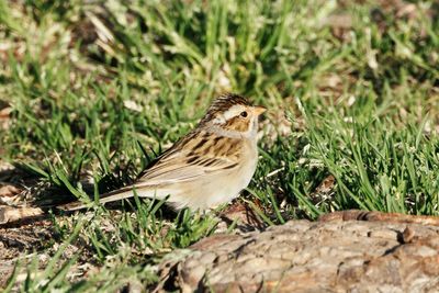 Clay-colored Sparrow
