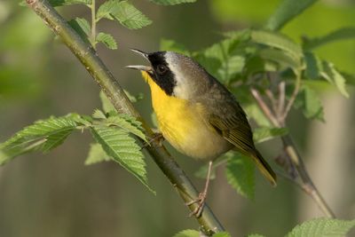 Common Yellowthroat