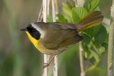 Common Yellowthroat