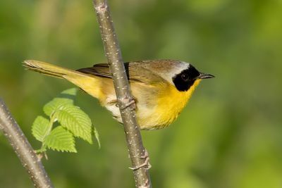 Common Yellowthroat