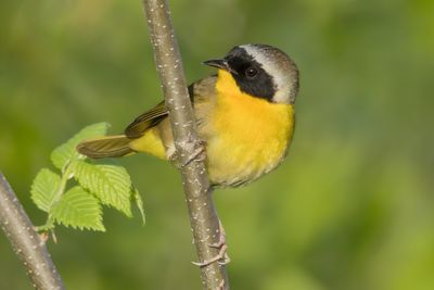 Common Yellowthroat