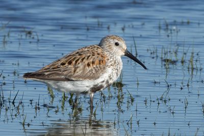 Dunlin