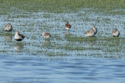 Dunlin
