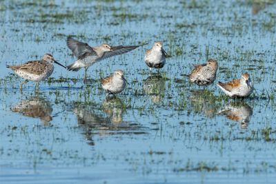 Dunlin