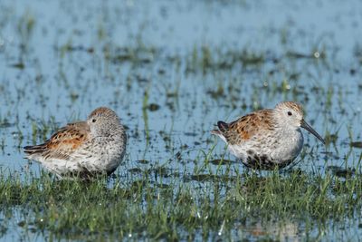 Dunlin