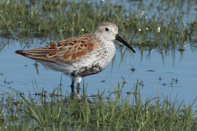 Dunlin